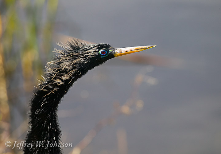 Anhinga Closeup